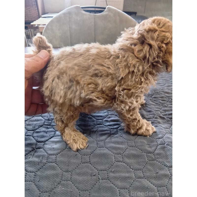 販売中の兵庫県のタイニープードル-447287の3枚目