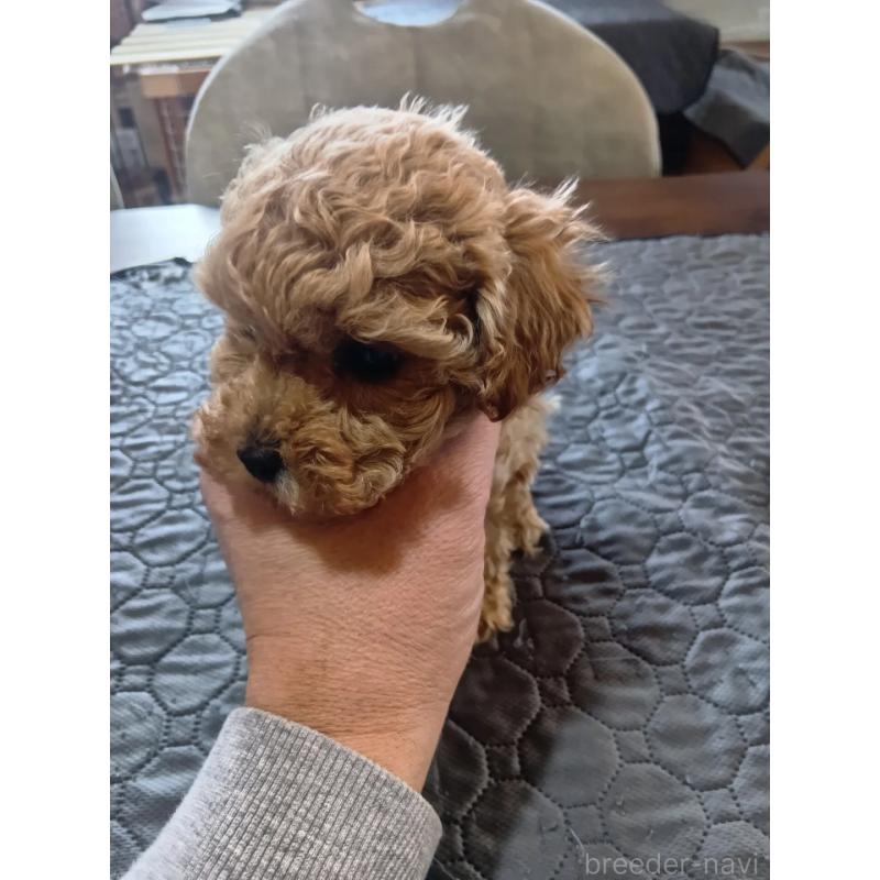 販売中の兵庫県のタイニープードル-447287の2枚目