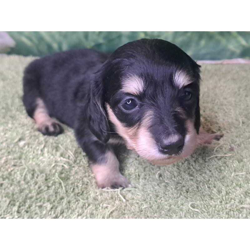 販売中の愛知県のミニチュアダックスフンド(ロングヘアード)-445007