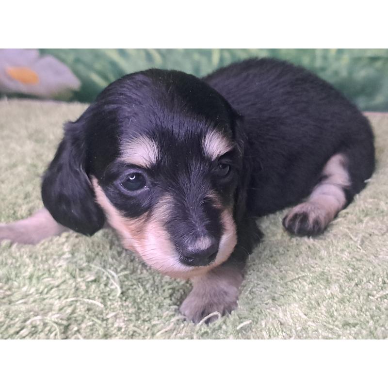 販売中の愛知県のミニチュアダックスフンド(ロングヘアード)-445007