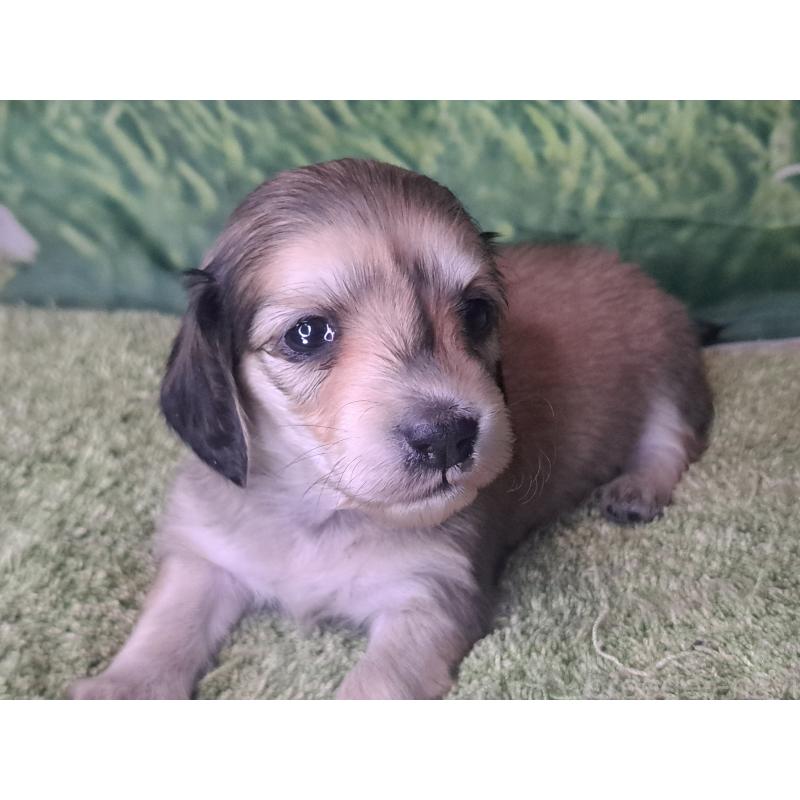 販売中の愛知県のミニチュアダックスフンド(ロングヘアード)-445004