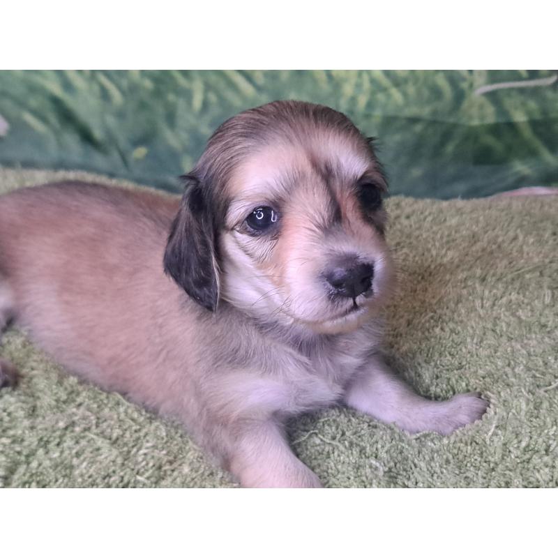 販売中の愛知県のミニチュアダックスフンド(ロングヘアード)-445004