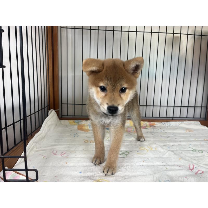 販売中の岡山県の柴犬-438427の5枚目