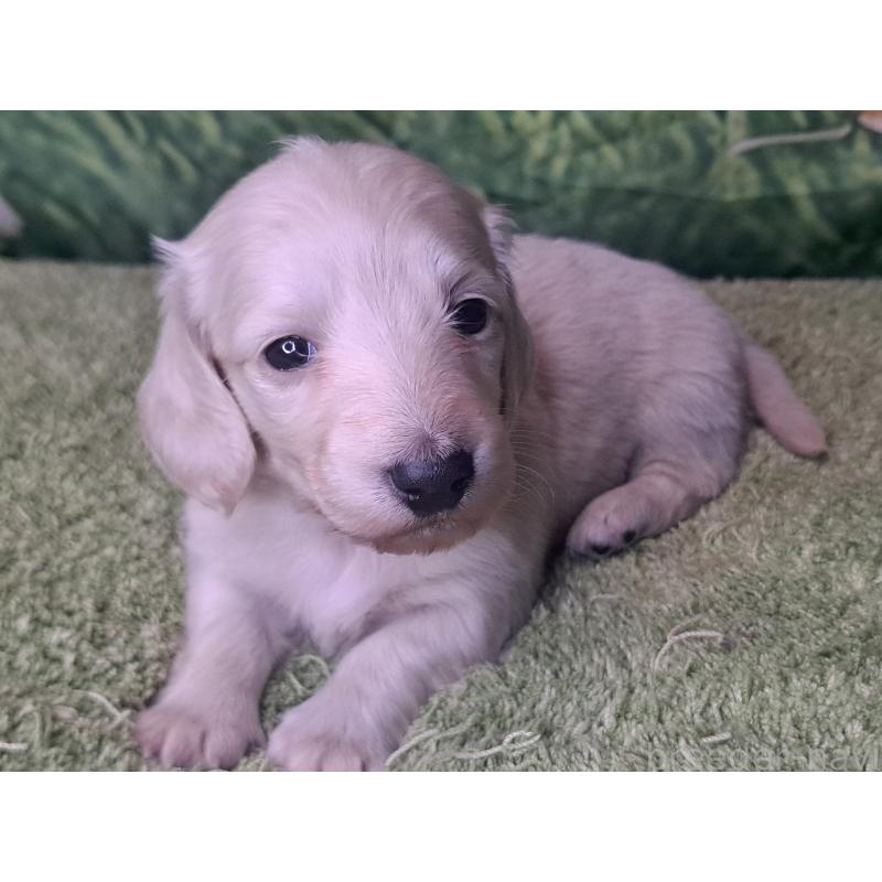 販売中の愛知県のミニチュアダックスフンド(ロングヘアード)-445005