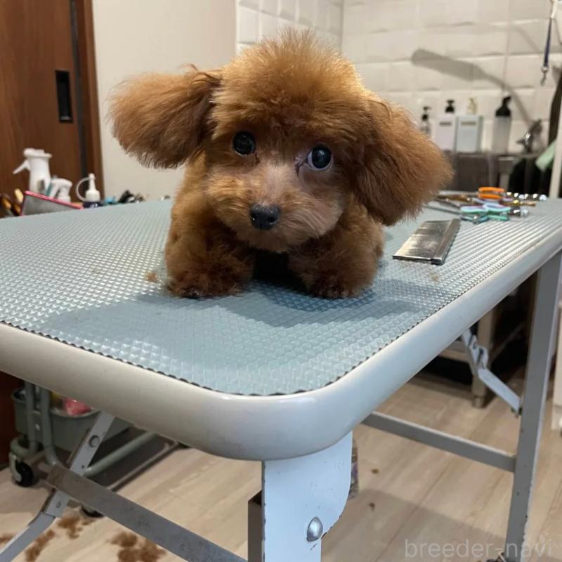 販売中の兵庫県のタイニープードル-447288の2枚目