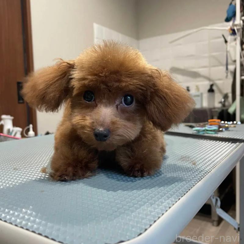 販売中の兵庫県のタイニープードル-447288