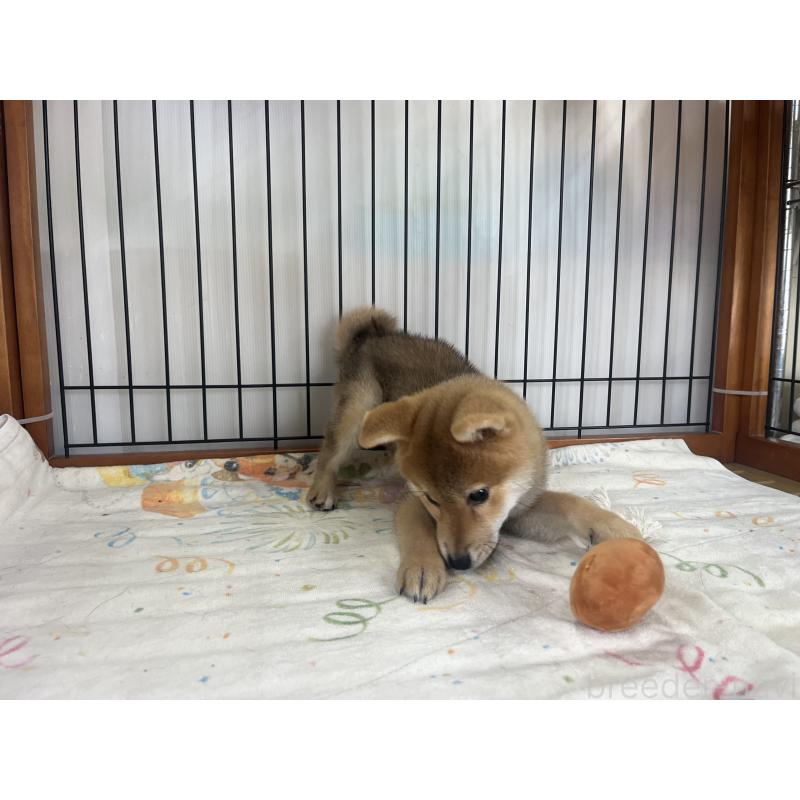 販売中の岡山県の柴犬-438427の4枚目