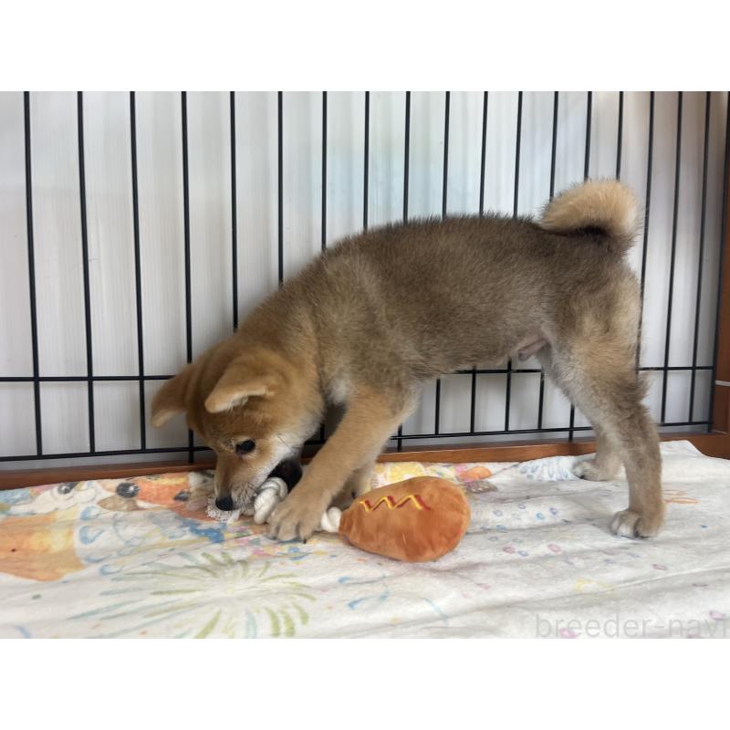 販売中の岡山県の柴犬-438427の3枚目