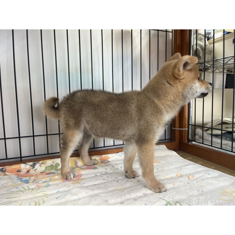 販売中の岡山県の柴犬-438427の2枚目