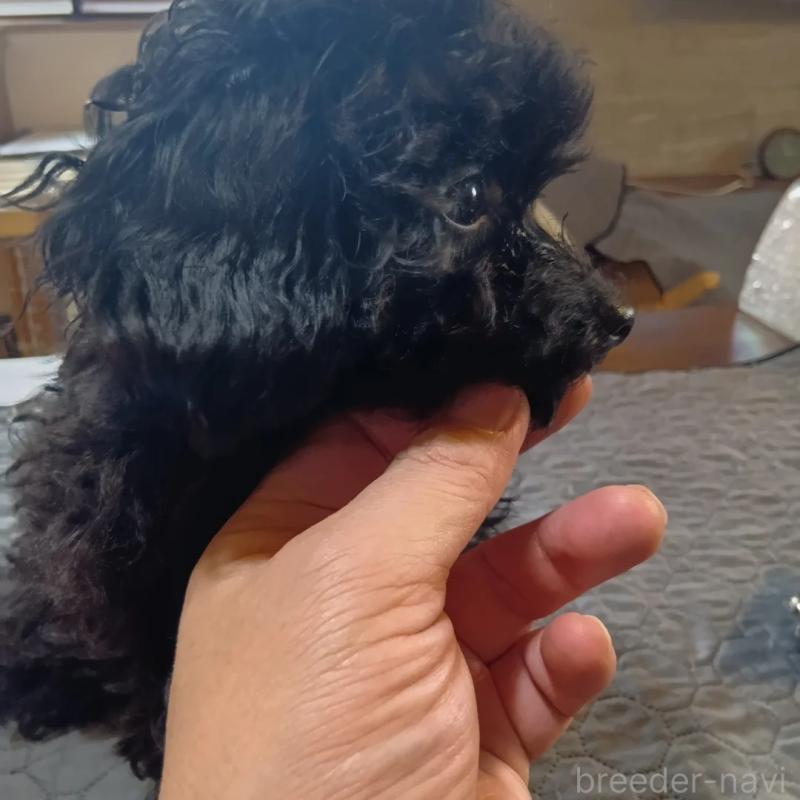販売中の兵庫県のタイニープードル-447289の3枚目