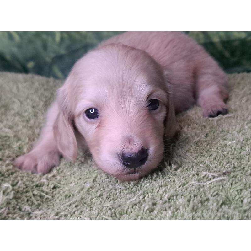 販売中の愛知県のミニチュアダックスフンド(ロングヘアード)-445006