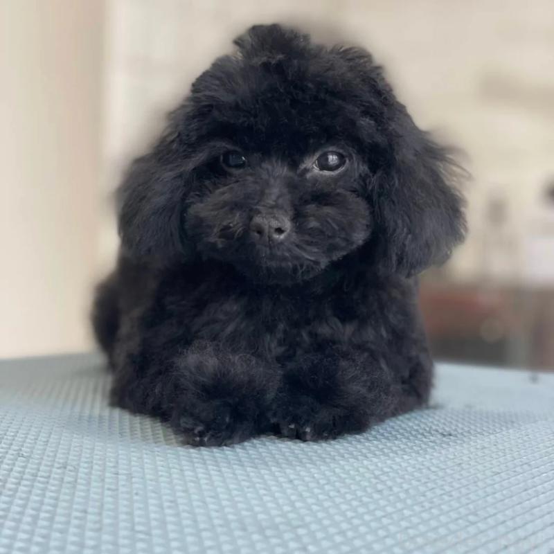 販売中の兵庫県のティーカッププードル-447290の3枚目