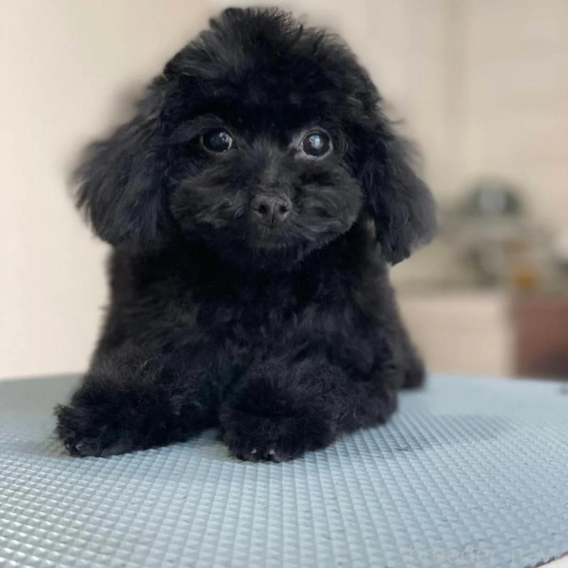 販売中の兵庫県のティーカッププードル-447290の1枚目