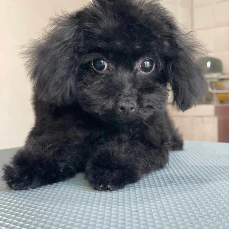 販売中の兵庫県のティーカッププードル-447290の2枚目