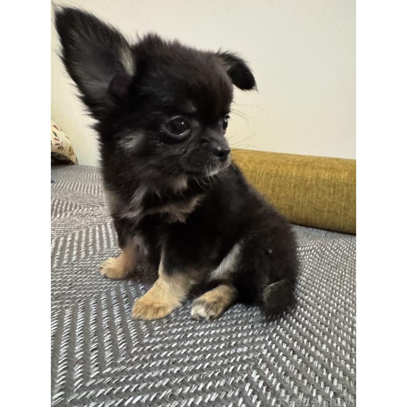 販売中の滋賀県のチワワ(ロングコート)-441028の4枚目