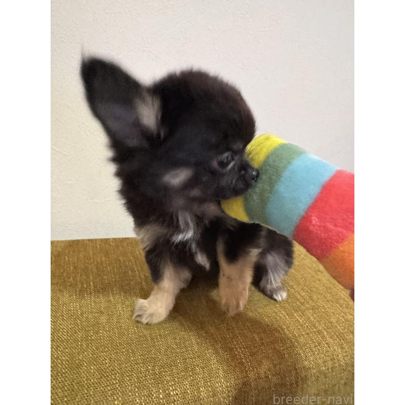 販売中の滋賀県のチワワ(ロングコート)-441028の2枚目