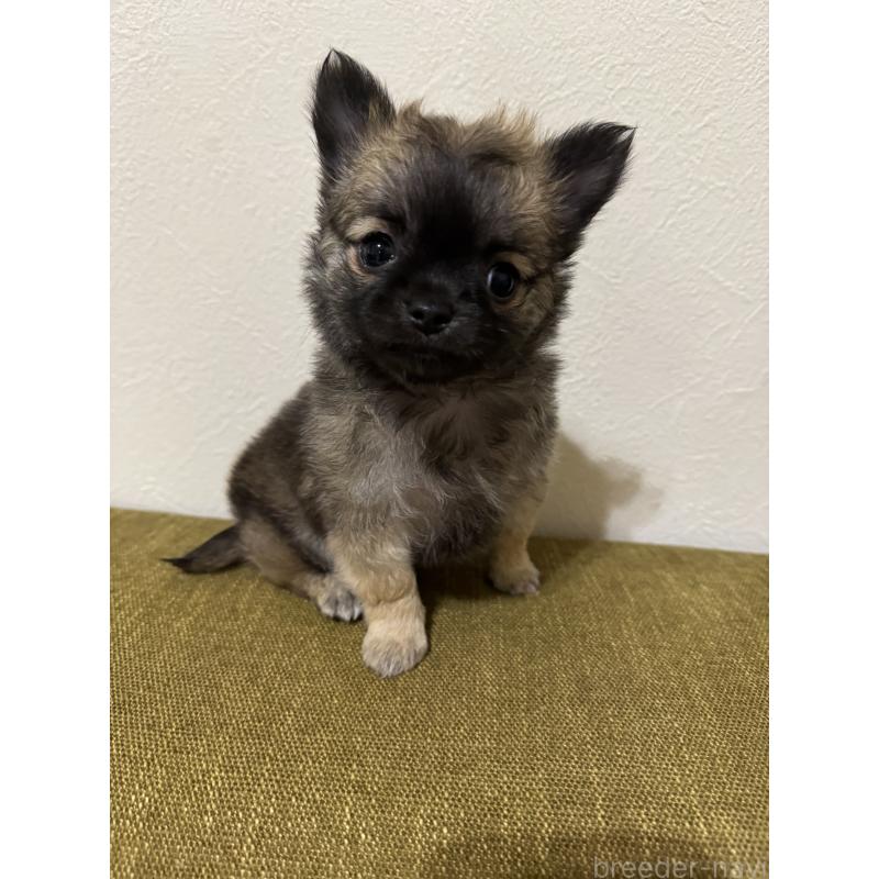 販売中の滋賀県のチワワ(ロングコート)-447292の5枚目