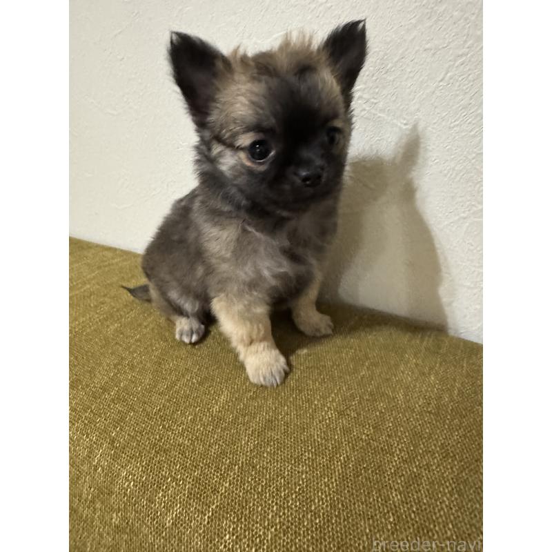 販売中の滋賀県のチワワ(ロングコート)-447292の4枚目