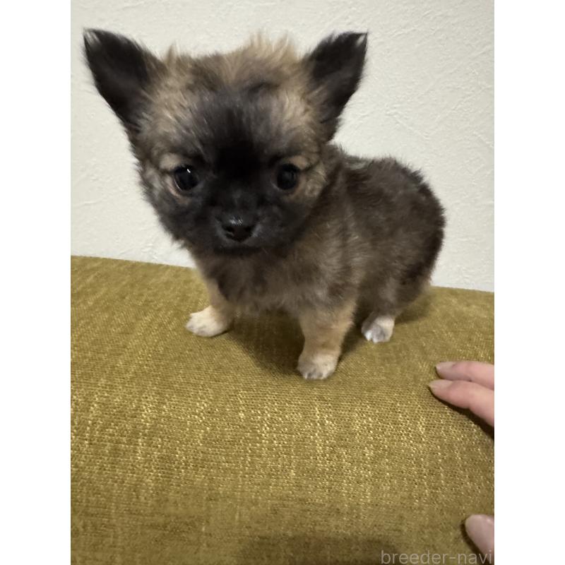 販売中の滋賀県のチワワ(ロングコート)-447292の3枚目