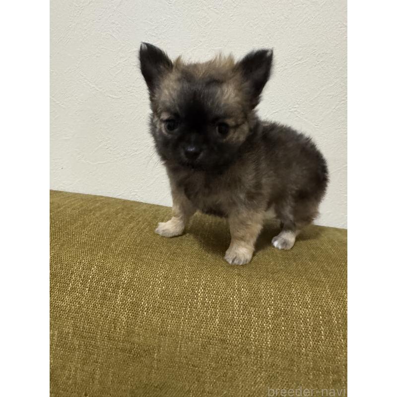 販売中の滋賀県のチワワ(ロングコート)-447292の2枚目