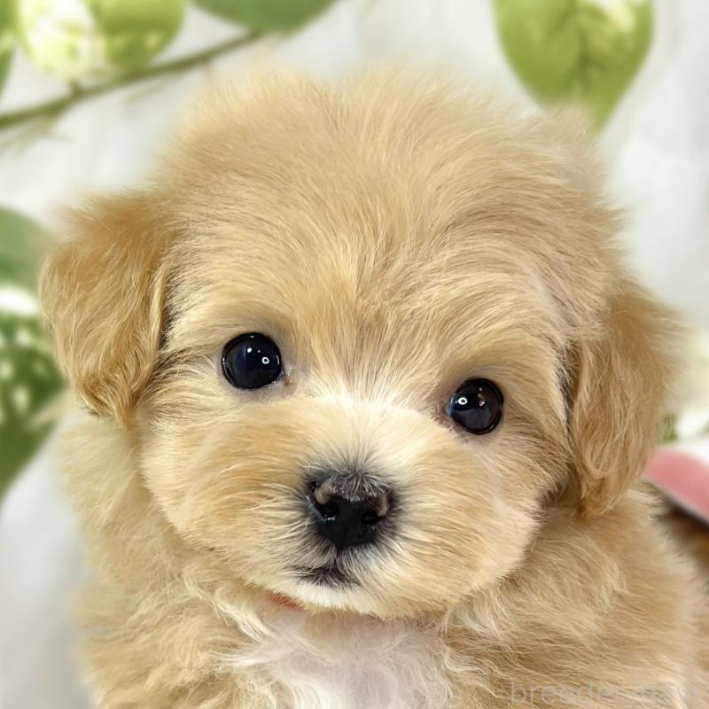 販売中ののマルプー:マルチーズ×トイプードル-445791