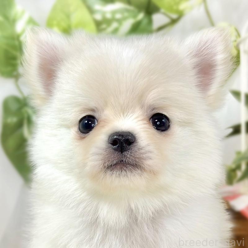成約済ののポメチワ:ポメラニアン×チワワ-445793