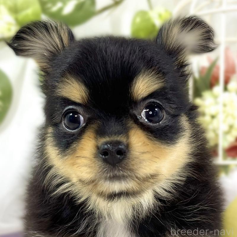 販売中の滋賀県のポメチワ:ポメラニアン×チワワ-445801