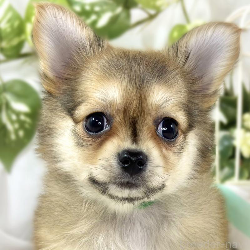 販売中の滋賀県のポメチワ:ポメラニアン×チワワ-445803