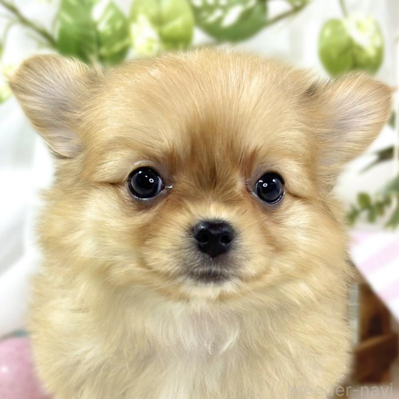 販売中の滋賀県のポメチワ:ポメラニアン×チワワ-445806