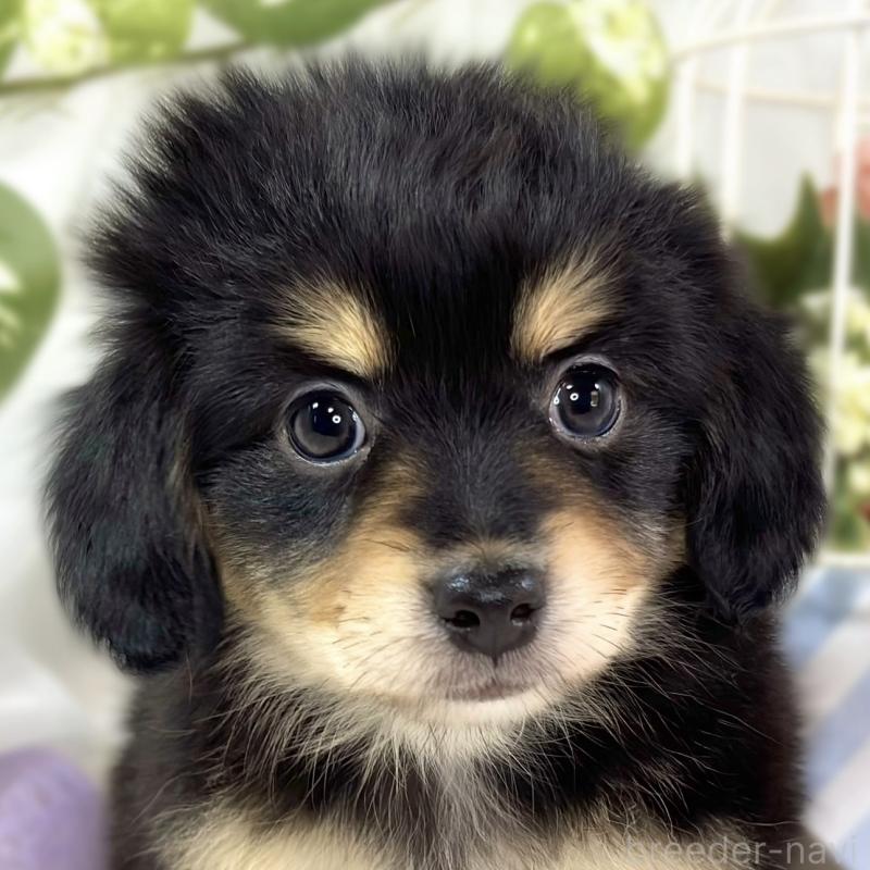 販売中の滋賀県のチワックス:チワワ×ミニチュアダックスフンド-445811