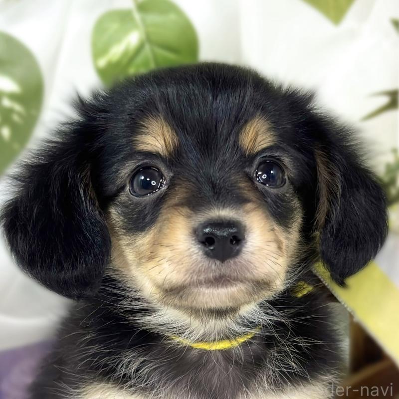 販売中の滋賀県のチワックス:チワワ×ミニチュアダックスフンド-445812