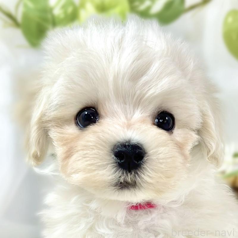 販売中の滋賀県のマルプー:マルチーズ×トイプードル-445820