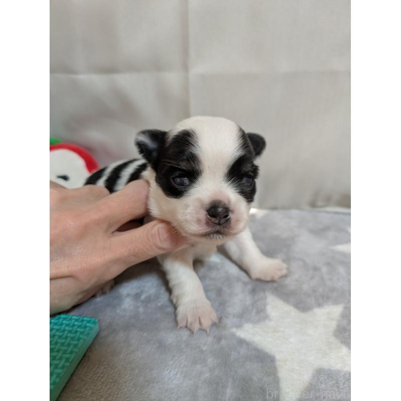 販売中の愛知県のチワワ(ロングコート)-447296の7枚目