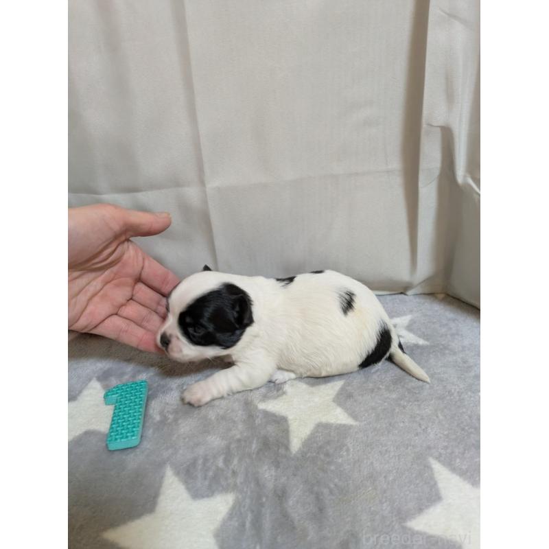 販売中の愛知県のチワワ(ロングコート)-447296の6枚目