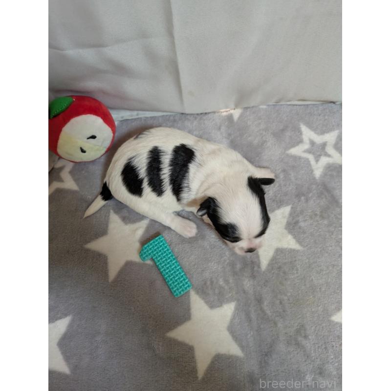 販売中の愛知県のチワワ(ロングコート)-447296の4枚目