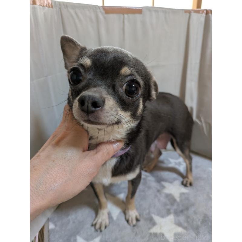 販売中の愛知県のチワワ(ロングコート)-447296の3枚目