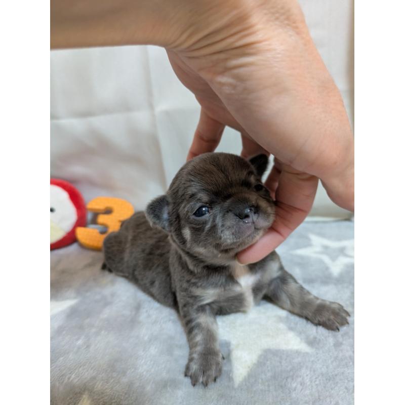 販売中の愛知県のチワワ(スムースコート)-447298の6枚目