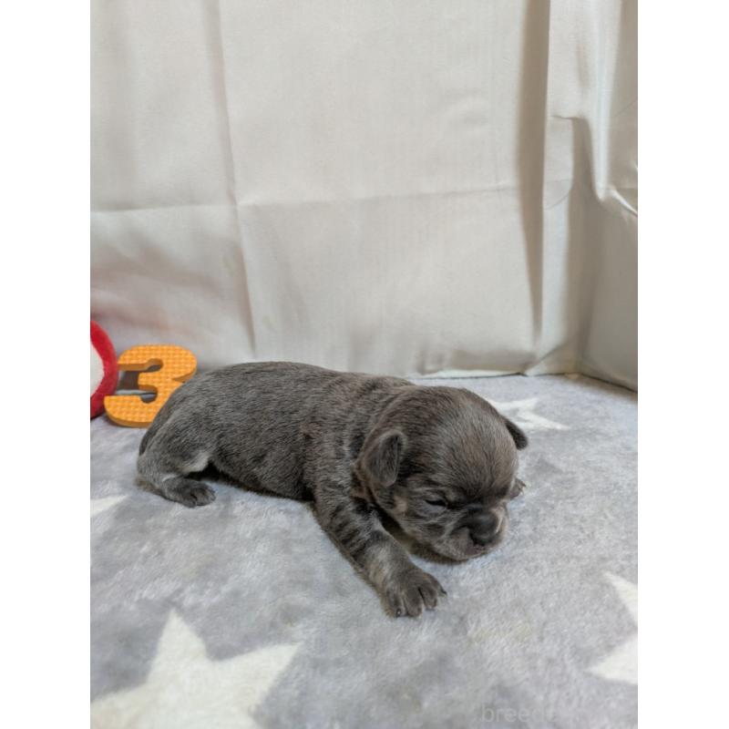 販売中の愛知県のチワワ(スムースコート)-447298の5枚目