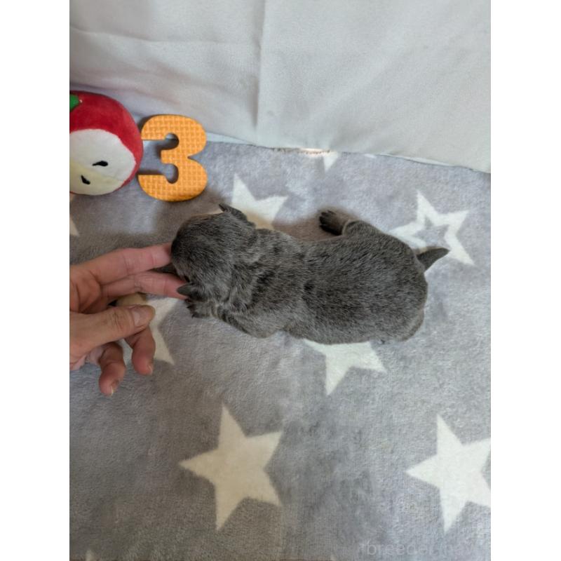 販売中の愛知県のチワワ(スムースコート)-447298の4枚目