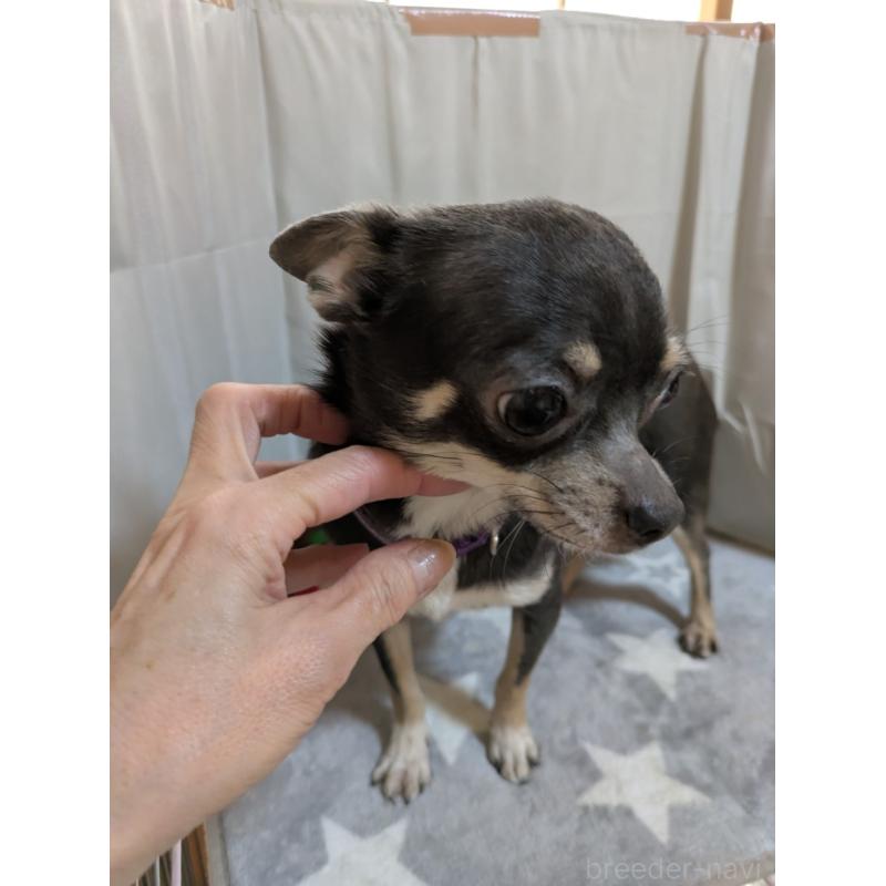 販売中の愛知県のチワワ(スムースコート)-447298の2枚目