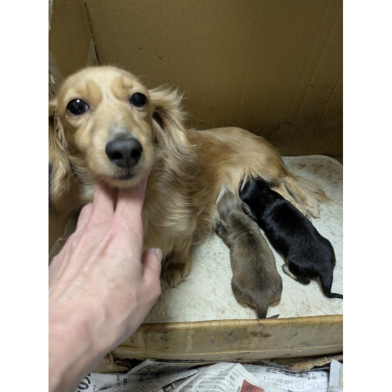 販売中の愛知県のカニンヘンダックスフンド(ロングヘアード)-447301の2枚目