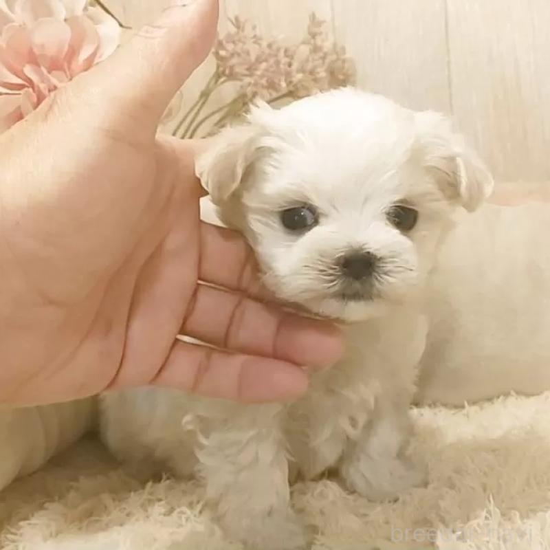 販売中の愛知県のマルチーズ-447303の1枚目