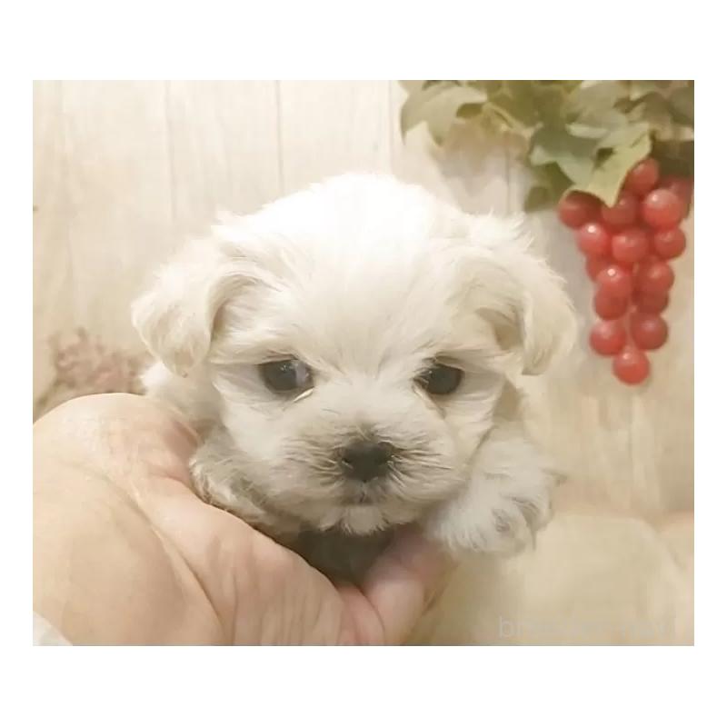 販売中の愛知県のマルチーズ-447303の5枚目