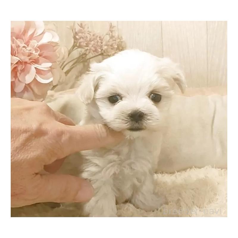 販売中の愛知県のマルチーズ-447303の2枚目