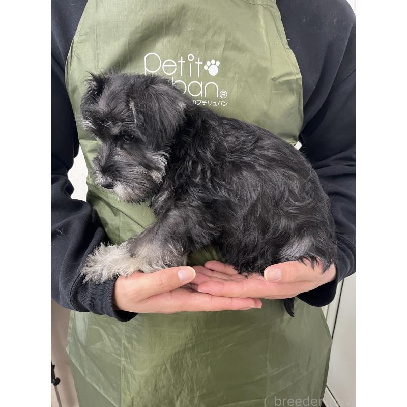 販売中の石川県のミニチュアシュナウザー-447307の4枚目