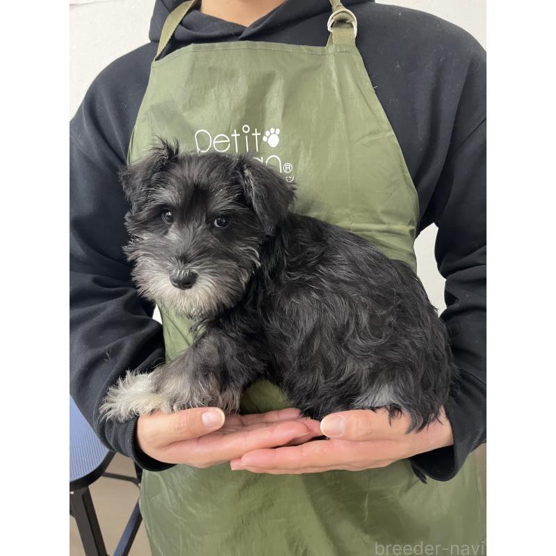 販売中の石川県のミニチュアシュナウザー-447307の3枚目