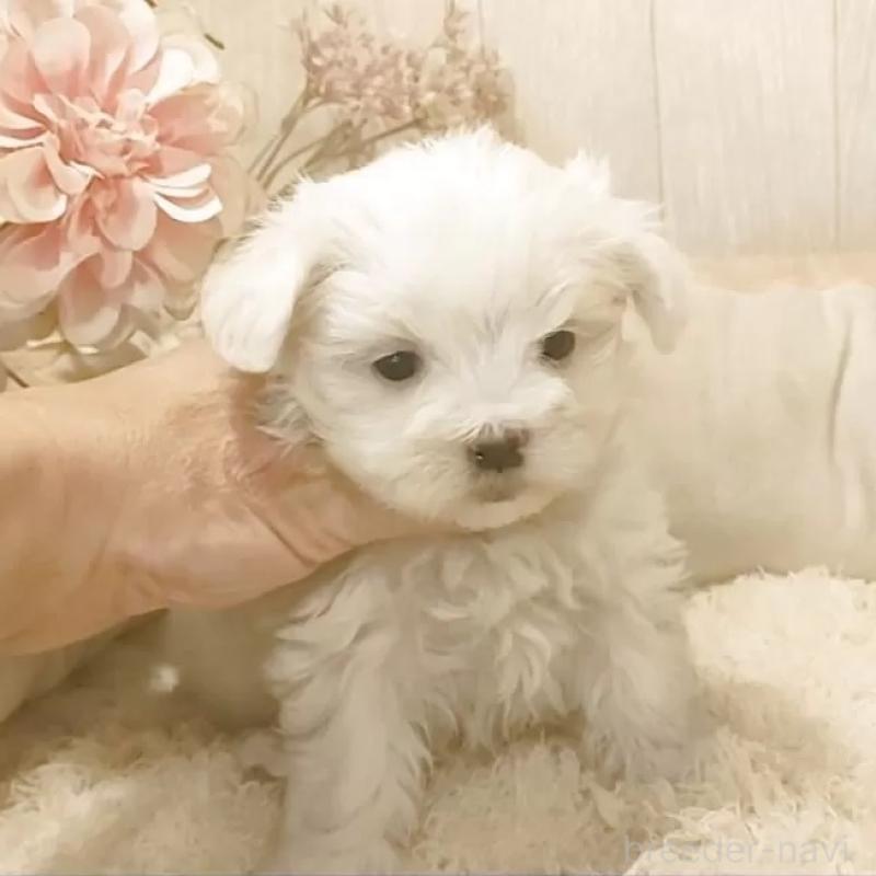 販売中の愛知県のマルチーズ-447304