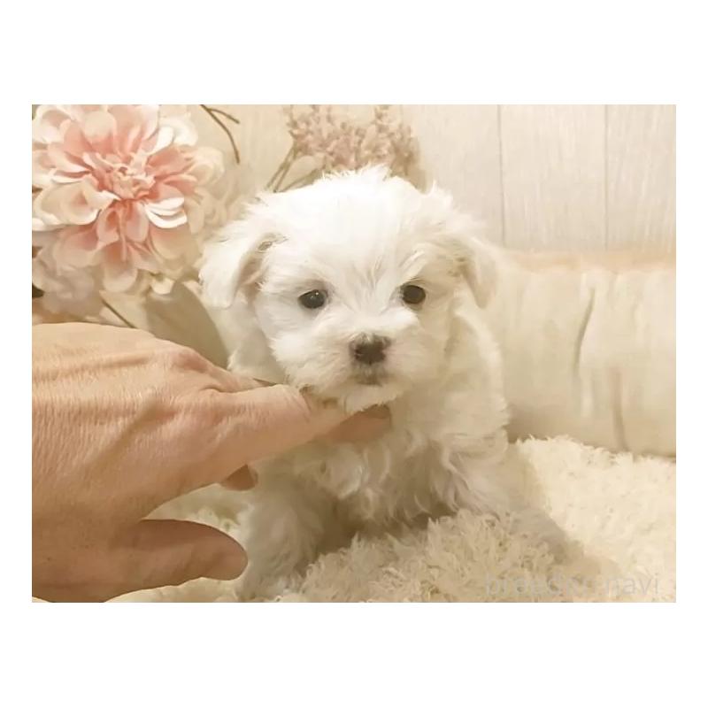 販売中の愛知県のマルチーズ-447304の4枚目