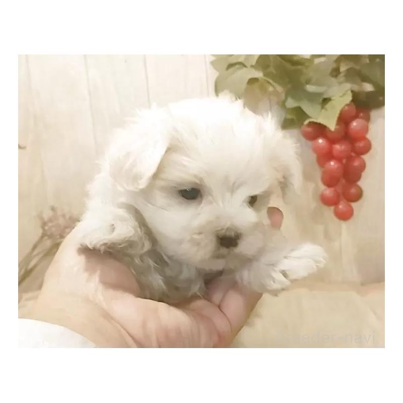 販売中の愛知県のマルチーズ-447304の3枚目