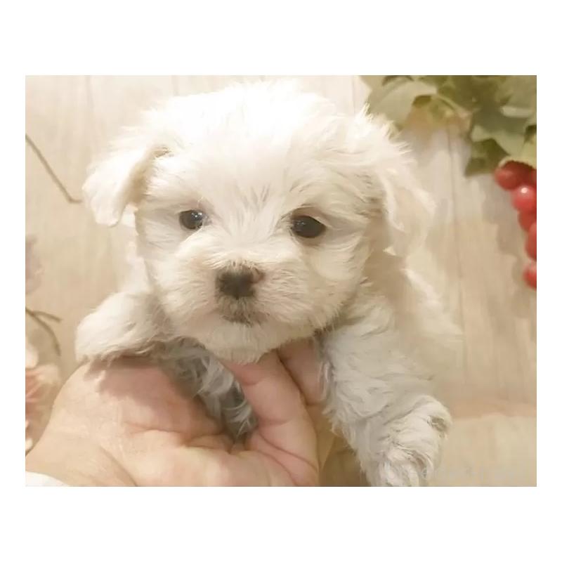 販売中の愛知県のマルチーズ-447304の2枚目